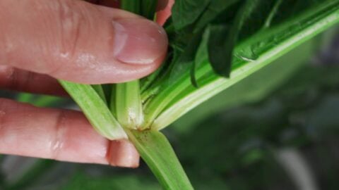 Cleaning spinach